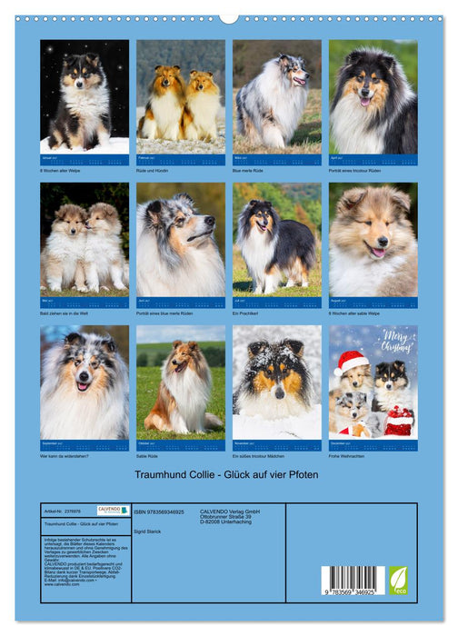 Traumhund Collie - Glück auf vier Pfoten (CALVENDO Premium Wandkalender 2027)