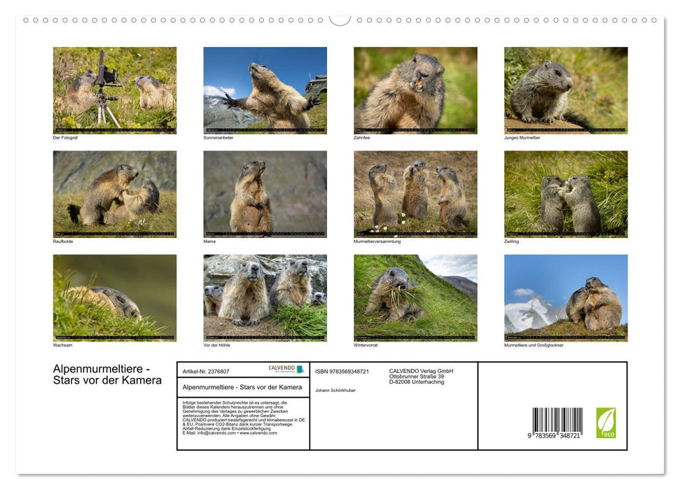 Alpenmurmeltiere - Stars vor der Kamera (CALVENDO Premium Wandkalender 2027)
