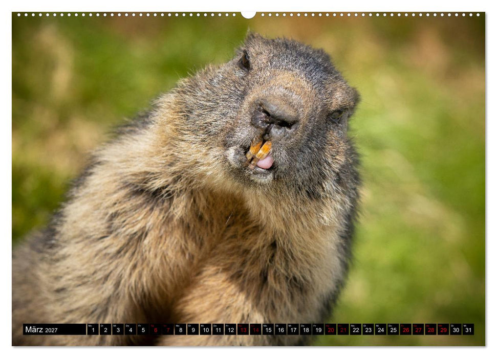 Alpenmurmeltiere - Stars vor der Kamera (CALVENDO Premium Wandkalender 2027)