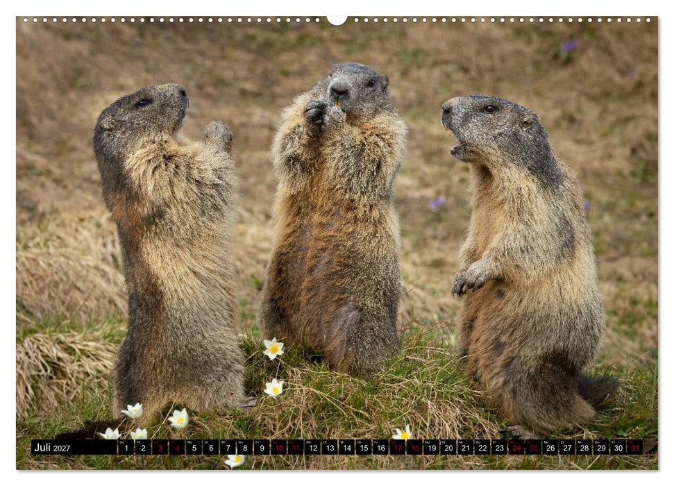 Alpenmurmeltiere - Stars vor der Kamera (CALVENDO Premium Wandkalender 2027)