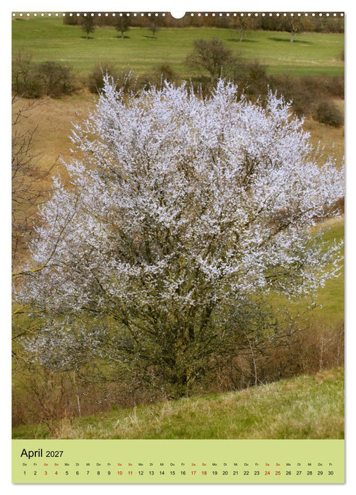 Klimaretter Baum (CALVENDO Wandkalender 2027)