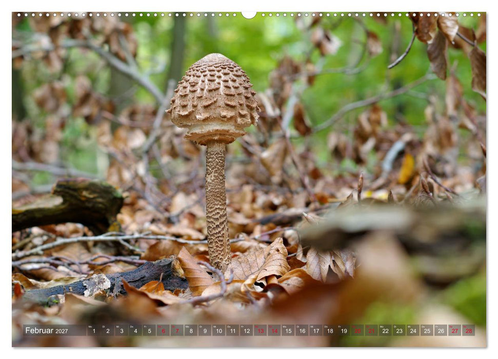 Pilze - Schätze am Waldboden (CALVENDO Wandkalender 2027)