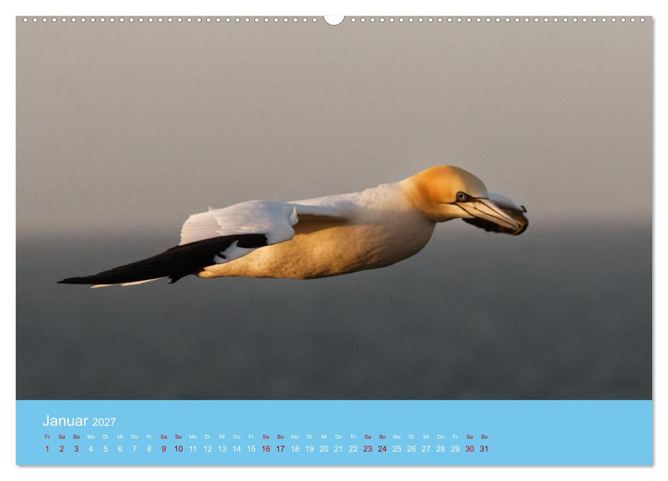 Basstölpel auf Helgoland - von Ostfriesenfotografie (CALVENDO Wandkalender 2027)
