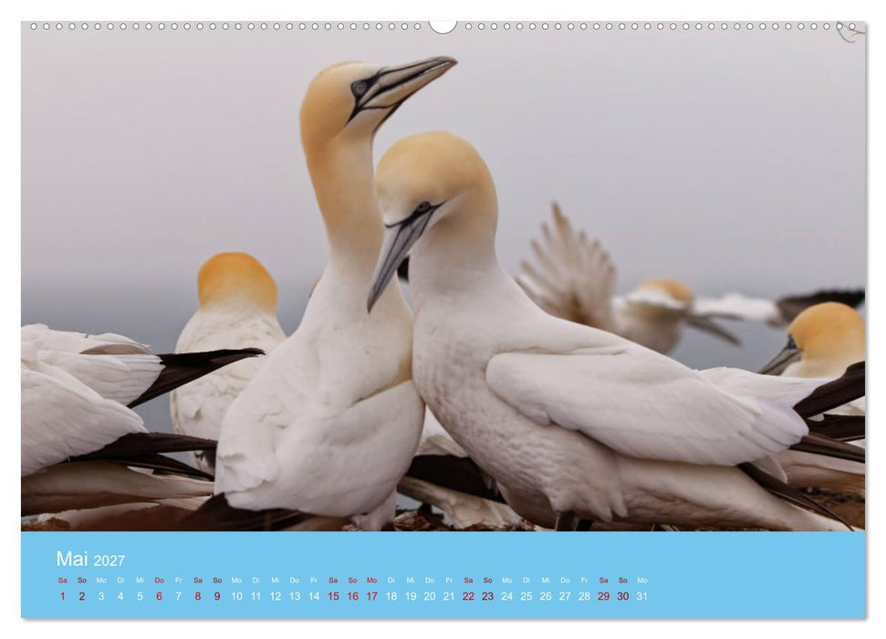 Basstölpel auf Helgoland - von Ostfriesenfotografie (CALVENDO Wandkalender 2027)