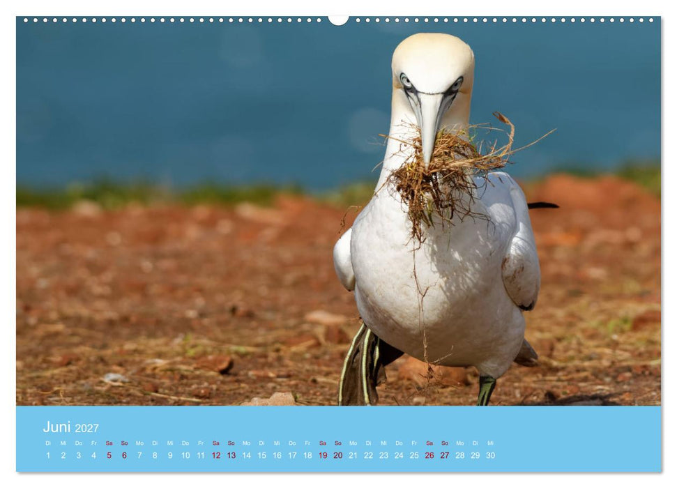 Basstölpel auf Helgoland - von Ostfriesenfotografie (CALVENDO Wandkalender 2027)