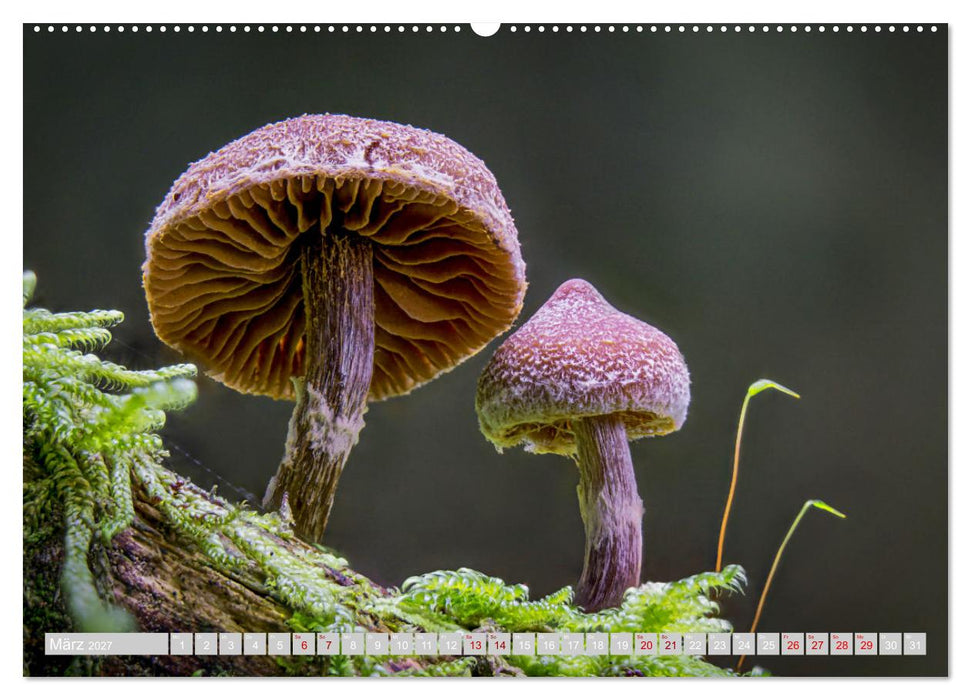 Pilze vor der Makrolinse 2027 (CALVENDO Wandkalender 2027)