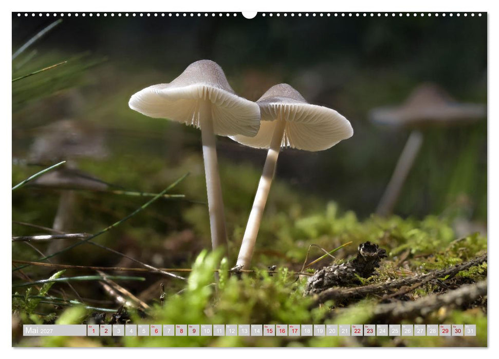 Pilze vor der Makrolinse 2027 (CALVENDO Wandkalender 2027)