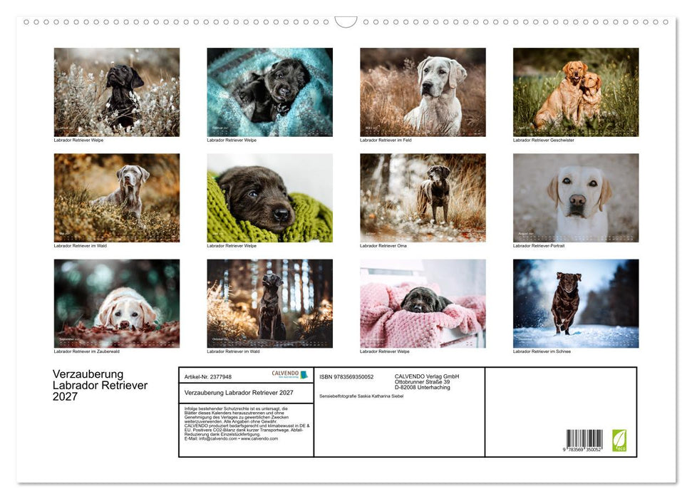 Verzauberung Labrador Retriever 2027 (CALVENDO Wandkalender 2027)