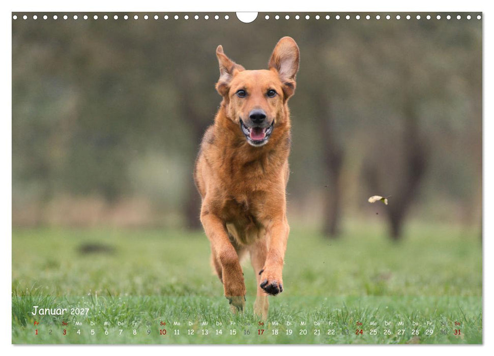 Fröhliche Hunde (CALVENDO Wandkalender 2027)