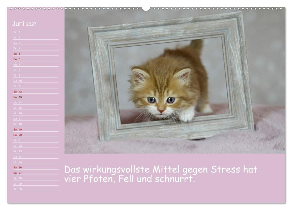 Drollige Tierkinder Mit Sprüchen (CALVENDO Premium Wandkalender 2027)