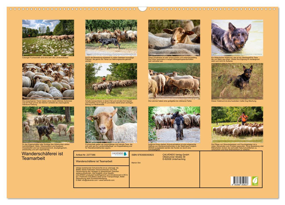 Wanderschäferei ist Teamarbeit (CALVENDO Wandkalender 2027)