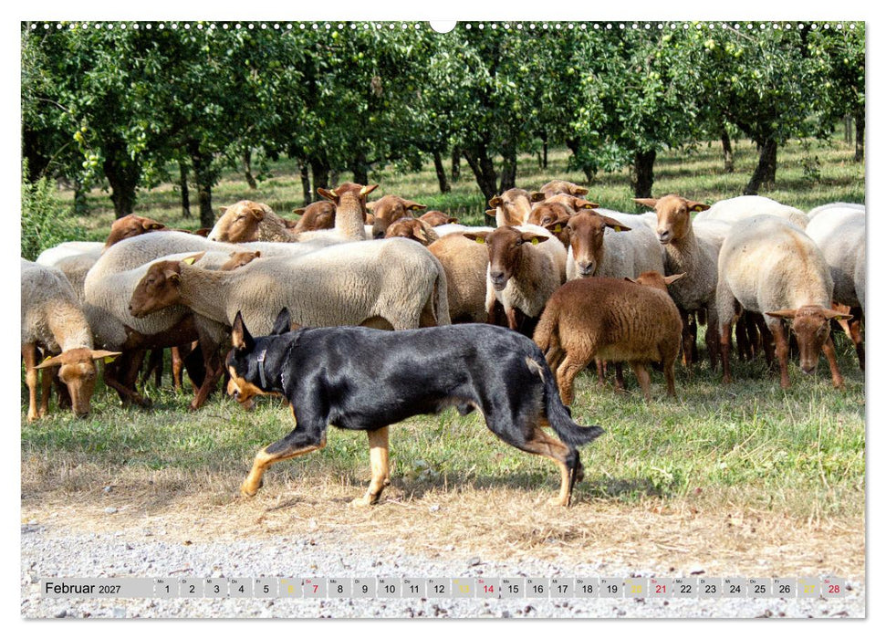 Wanderschäferei ist Teamarbeit (CALVENDO Wandkalender 2027)