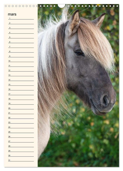 Cheval islandais - Calendrier anniversaire (CALVENDO Calendrier mensuel 2027)
