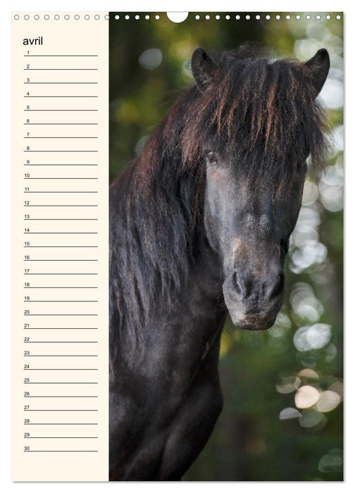 Cheval islandais - Calendrier anniversaire (CALVENDO Calendrier mensuel 2027)