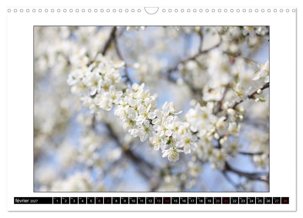 Charmantes fleurs blanches (CALVENDO Calendrier mensuel 2027)