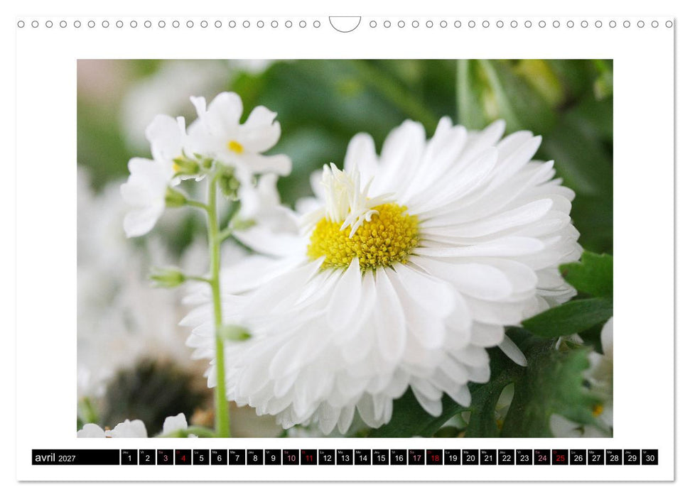 Charmantes fleurs blanches (CALVENDO Calendrier mensuel 2027)