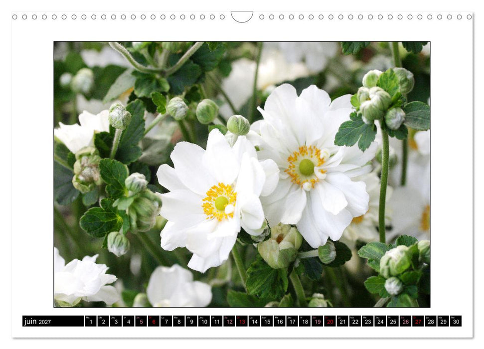 Charmantes fleurs blanches (CALVENDO Calendrier mensuel 2027)