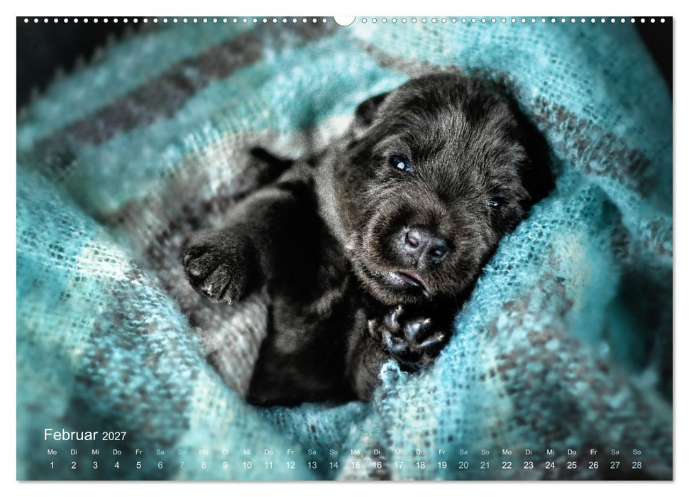 Verzauberung Labrador Retriever 2027 (CALVENDO Premium Wandkalender 2027)