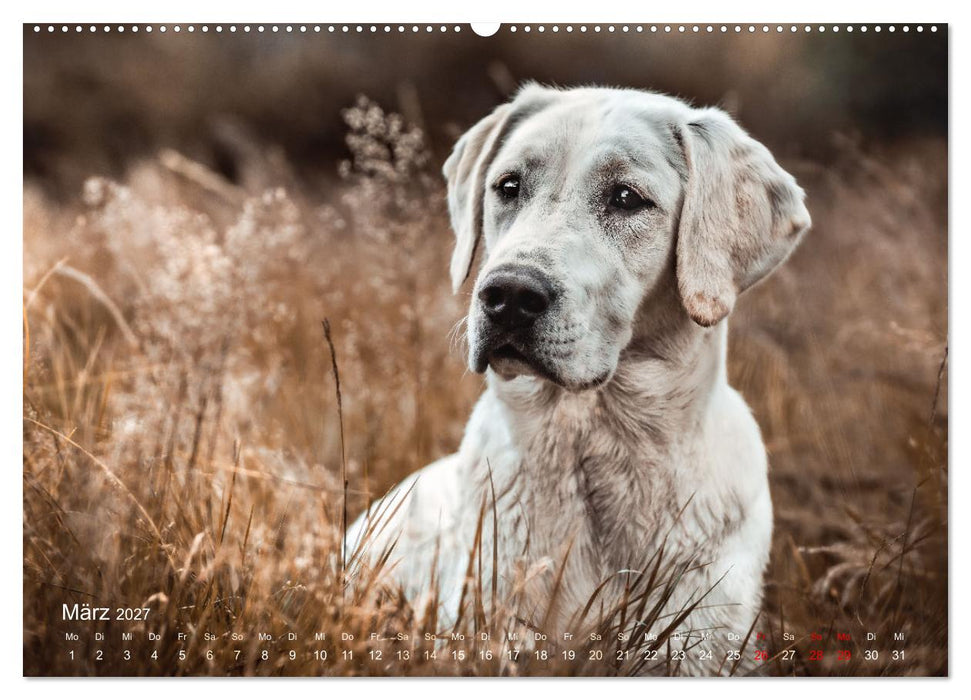 Verzauberung Labrador Retriever 2027 (CALVENDO Premium Wandkalender 2027)