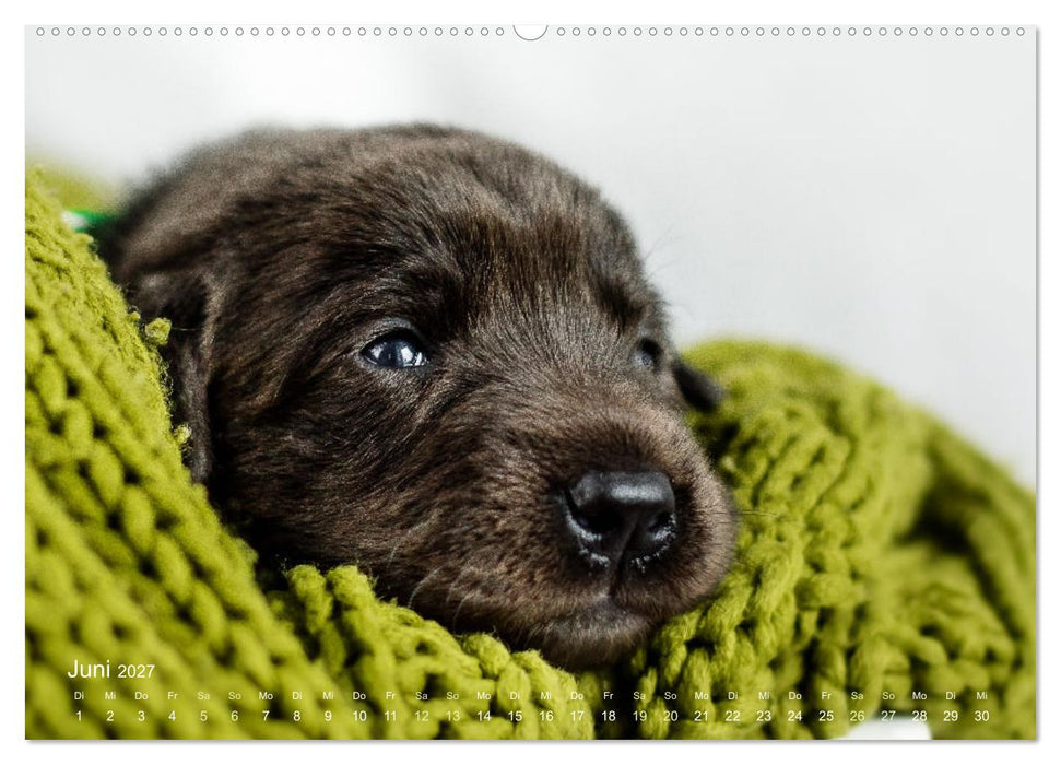 Verzauberung Labrador Retriever 2027 (CALVENDO Premium Wandkalender 2027)