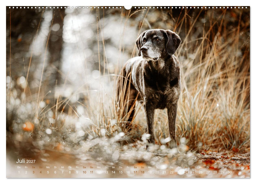 Verzauberung Labrador Retriever 2027 (CALVENDO Premium Wandkalender 2027)