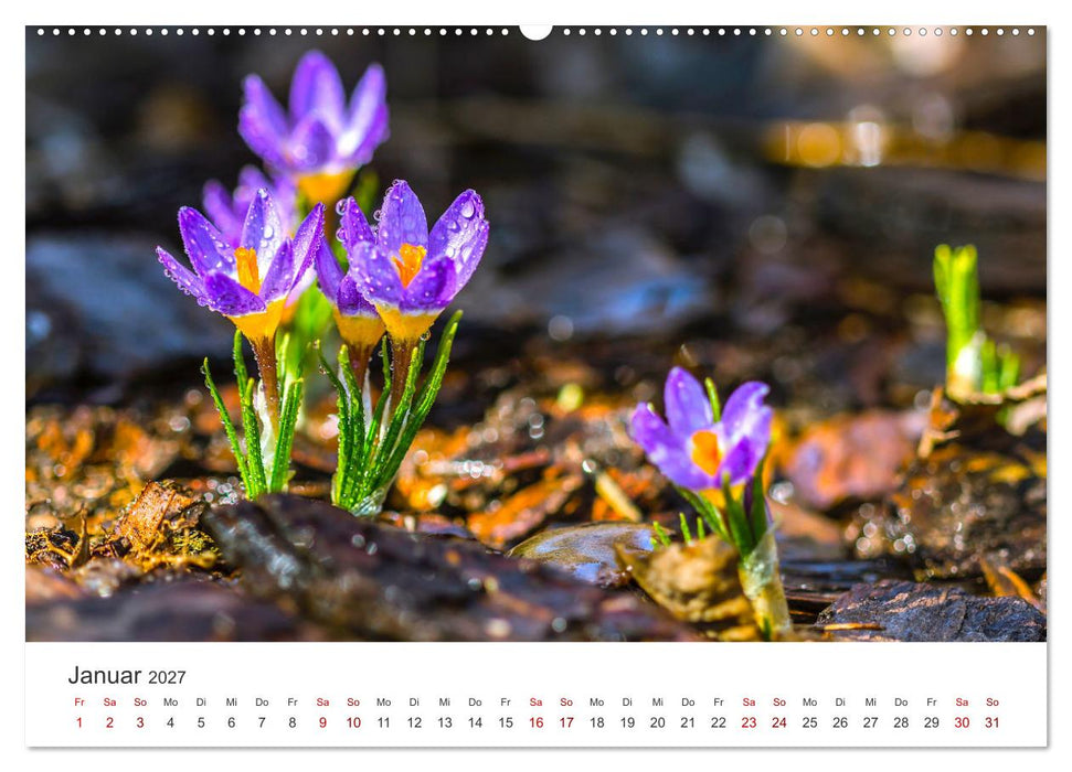 Die magische Welt der Blumen (CALVENDO Wandkalender 2027)
