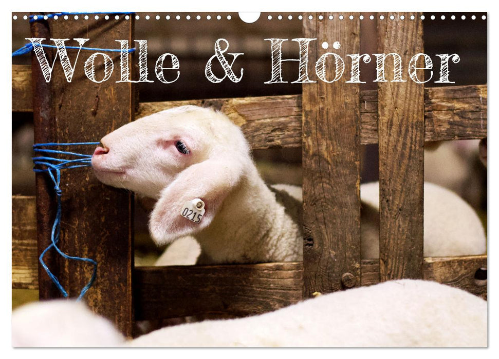Wolle & Hörner (CALVENDO Wandkalender 2027)