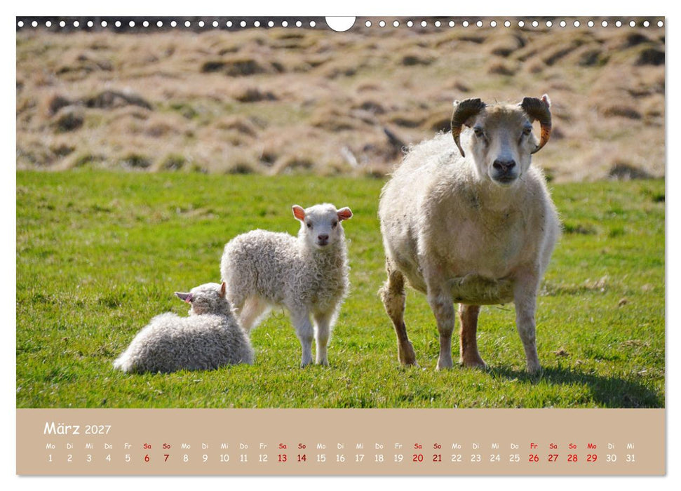 Wolle & Hörner (CALVENDO Wandkalender 2027)