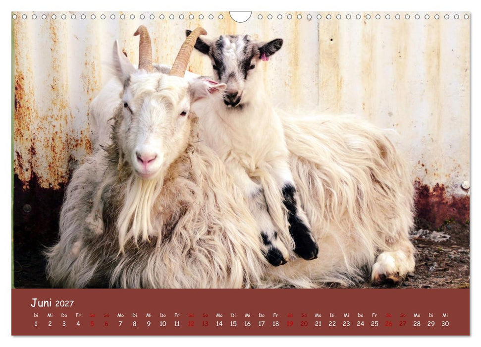 Wolle & Hörner (CALVENDO Wandkalender 2027)