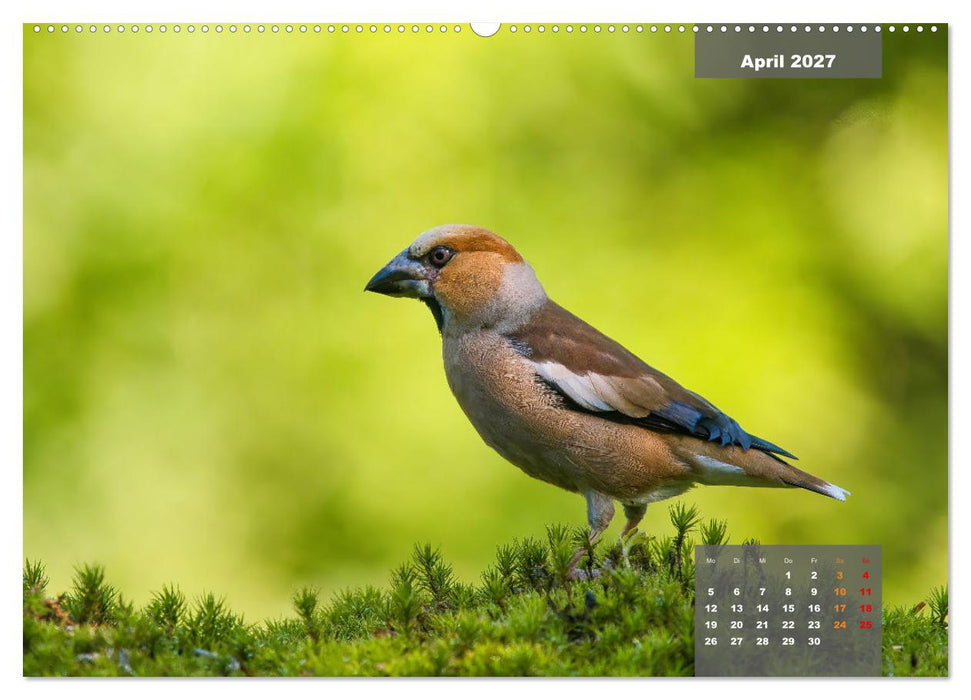 Sperlingsvögel - Die kleinen Sänger mit den großen Stimmen (CALVENDO Premium Wandkalender 2027)