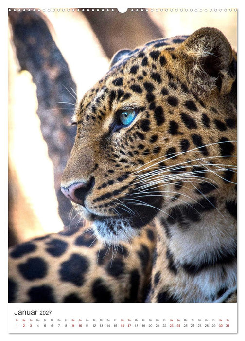 Leoparden - Die Beute im Visier. (CALVENDO Premium Wandkalender 2027)