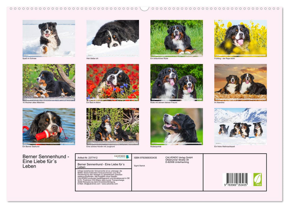 Berner Sennenhund - Eine Liebe für´s Leben (CALVENDO Premium Wandkalender 2027)