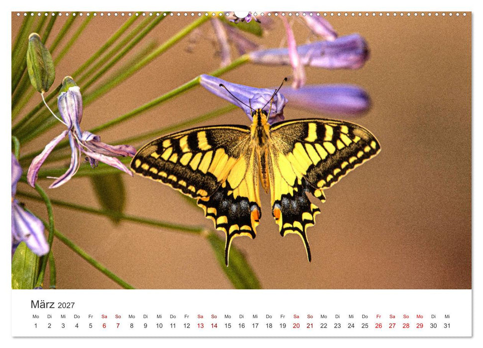 Traumhaft schöne Schmetterlinge (CALVENDO Premium Wandkalender 2027)