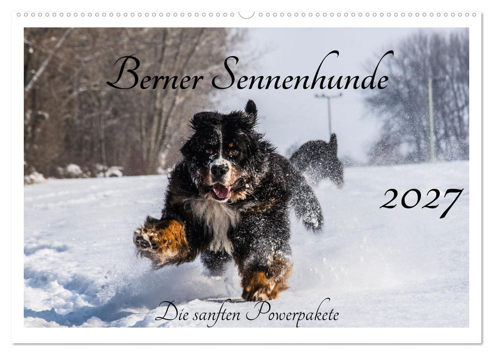 Berner Sennenhunde - Die sanften Powerpakete (CALVENDO Wandkalender 2027)