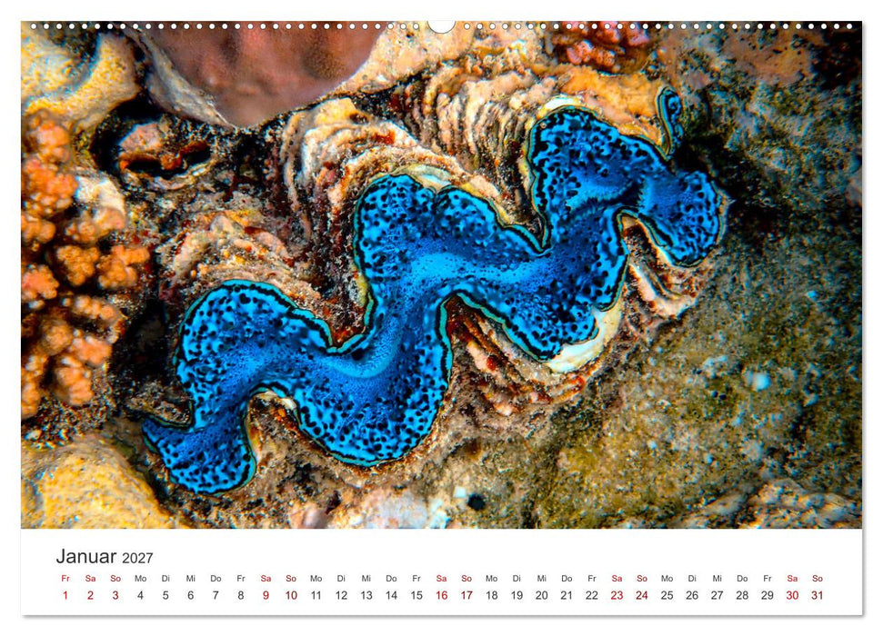 Muscheln - Wahre Schätze (CALVENDO Wandkalender 2027)