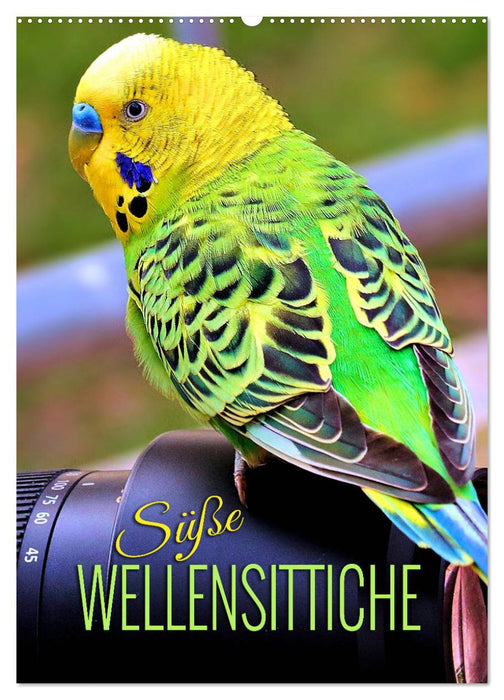 Süße Wellensittiche (CALVENDO Wandkalender 2027)