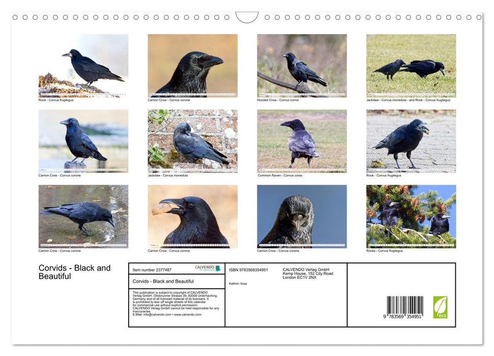 Corvids - Black and Beautiful (CALVENDO Monthly Calendar 2027)