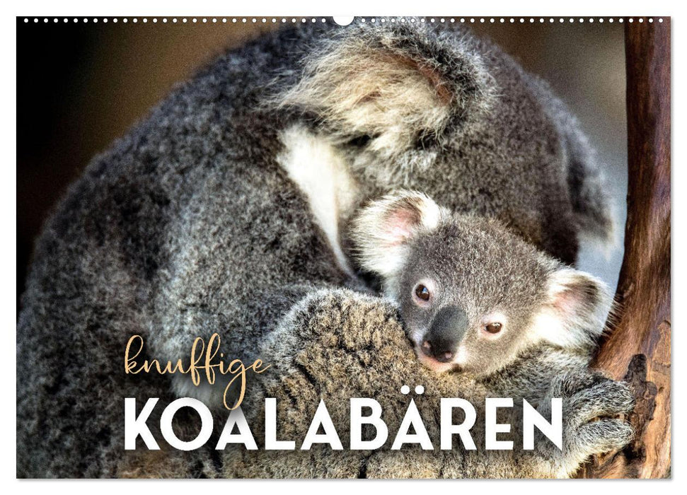 Knuffige Koalabären (CALVENDO Wandkalender 2027)