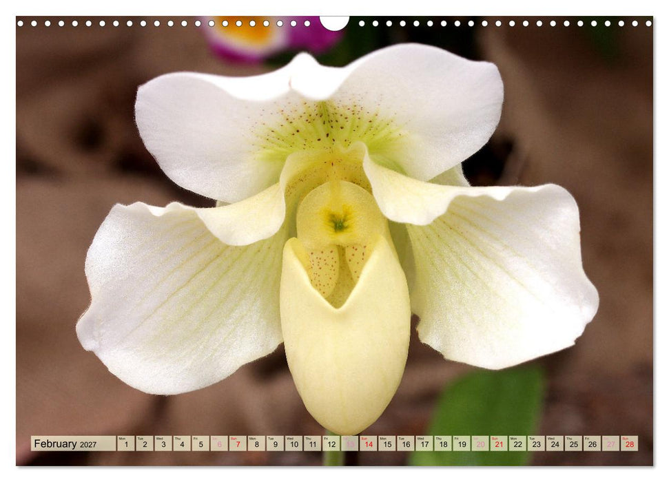 Orchid - A Flower Wonder (CALVENDO Monthly Calendar 2027)