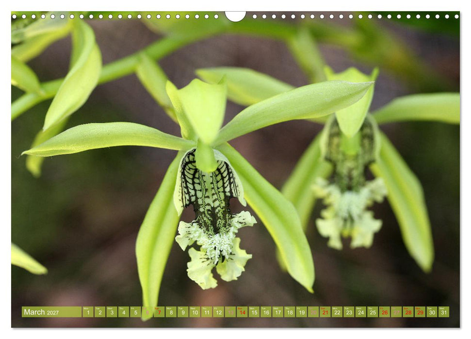 Orchid - A Flower Wonder (CALVENDO Monthly Calendar 2027)