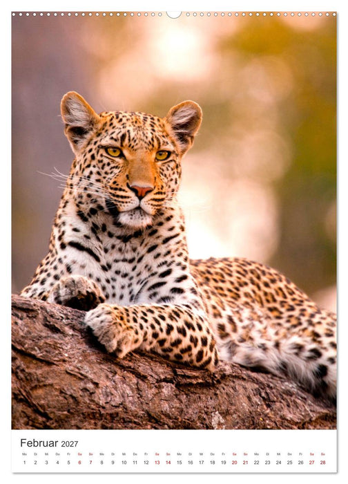 Leoparden - Die Beute im Visier. (CALVENDO Wandkalender 2027)