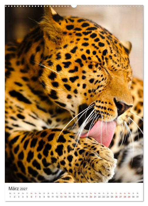 Leoparden - Die Beute im Visier. (CALVENDO Wandkalender 2027)