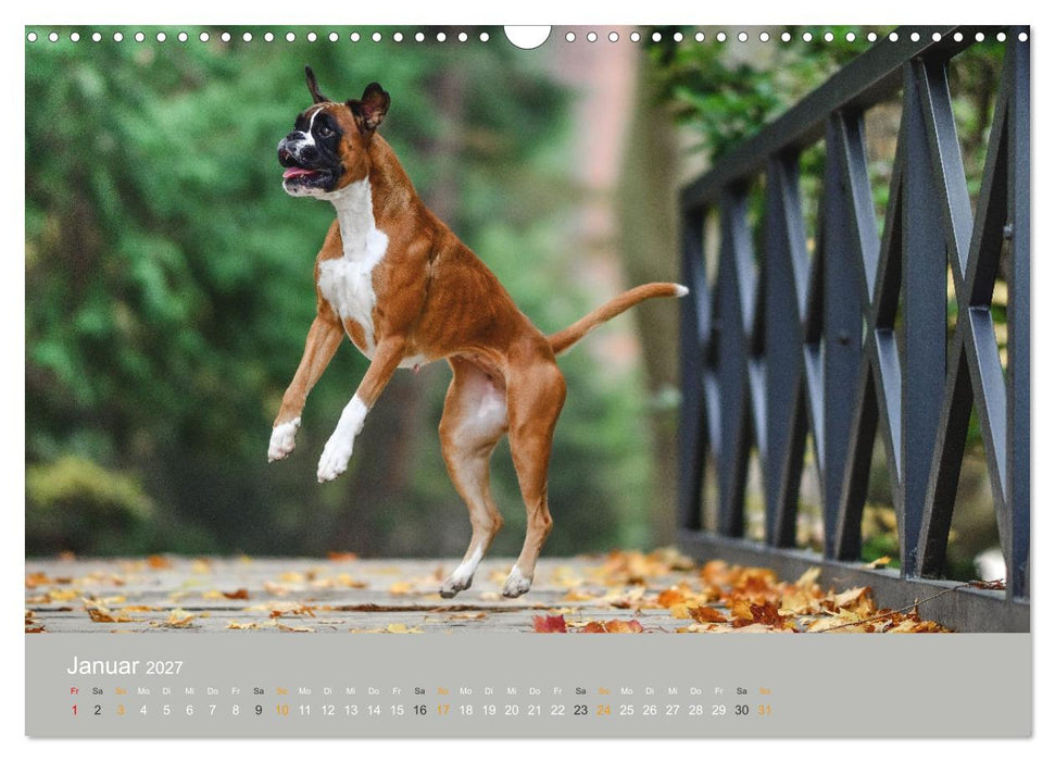 Der Boxer, der beste Hund der Welt (CALVENDO Wandkalender 2027)