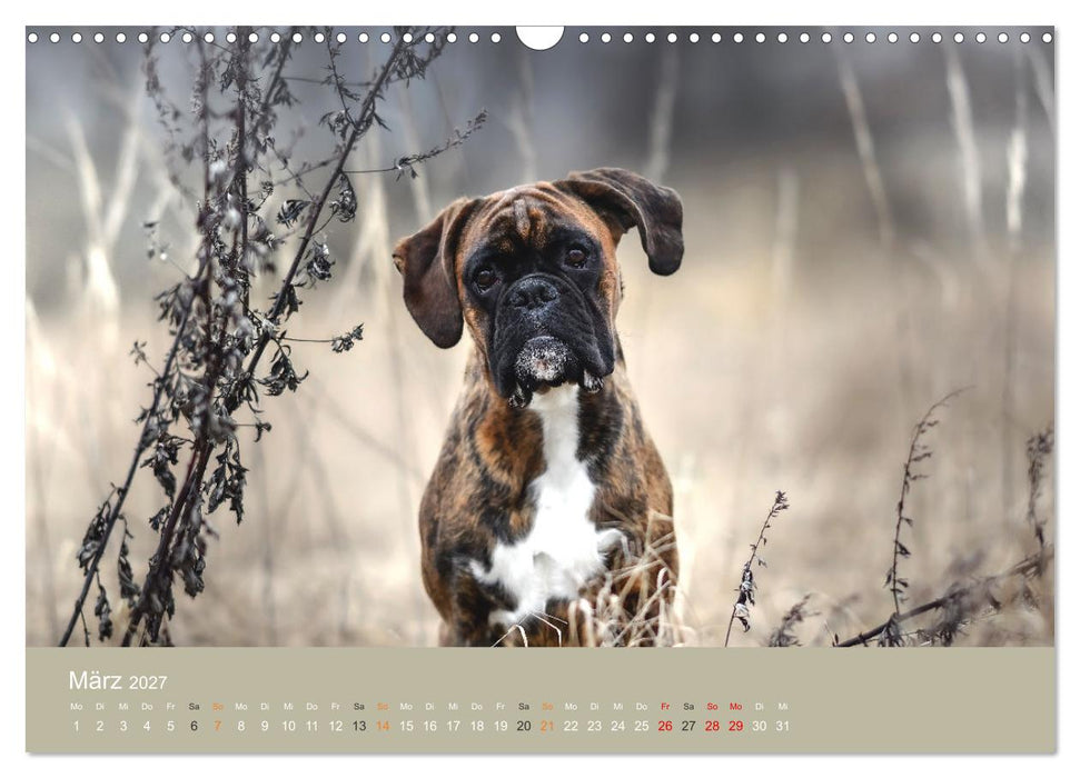 Der Boxer, der beste Hund der Welt (CALVENDO Wandkalender 2027)