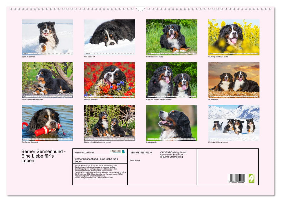 Berner Sennenhund - Eine Liebe für´s Leben (CALVENDO Wandkalender 2027)