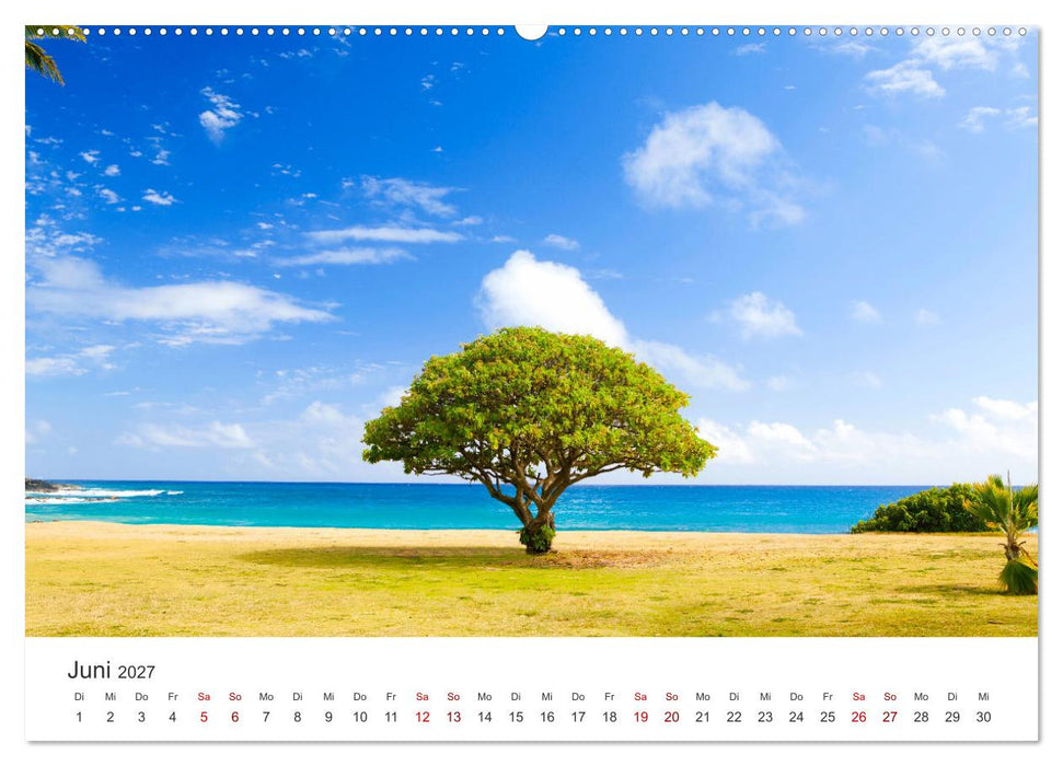 Alleinstehende Bäume (CALVENDO Wandkalender 2027)