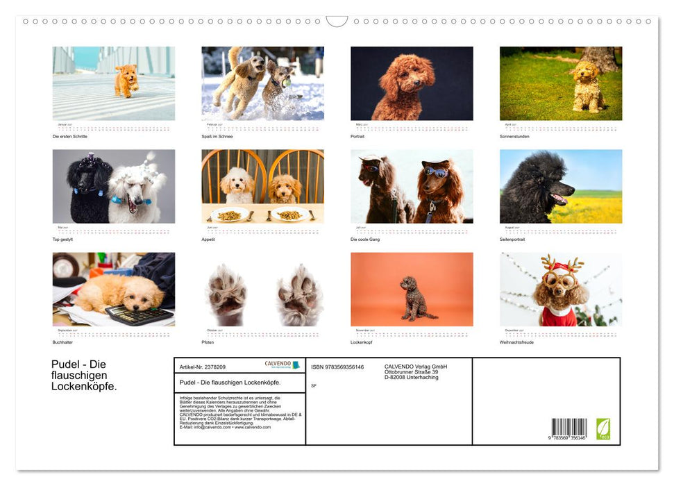 Pudel - Die flauschigen Lockenköpfe. (CALVENDO Wandkalender 2027)