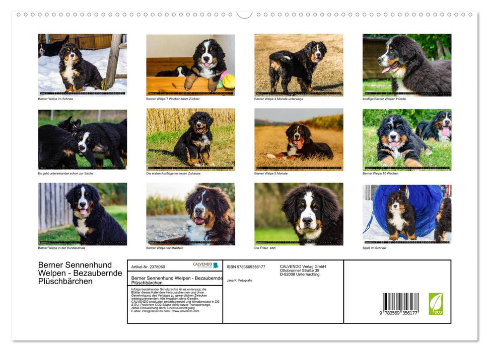 Berner Sennenhund Welpen - Bezaubernde Plüschbärchen (CALVENDO Premium Wandkalender 2027)
