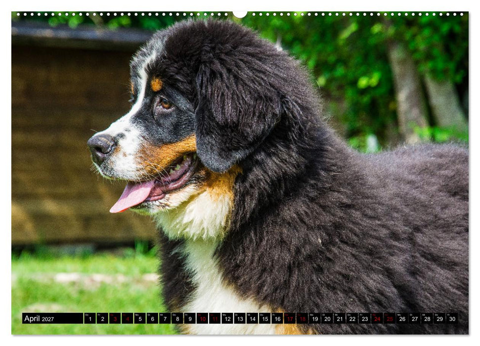 Berner Sennenhund Welpen - Bezaubernde Plüschbärchen (CALVENDO Premium Wandkalender 2027)