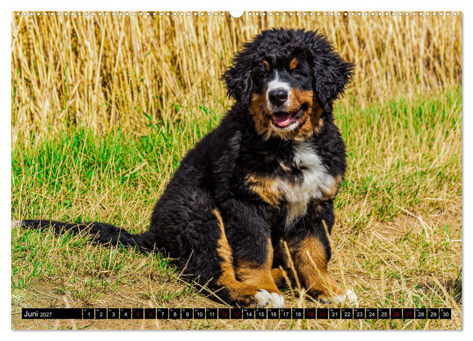 Berner Sennenhund Welpen - Bezaubernde Plüschbärchen (CALVENDO Premium Wandkalender 2027)
